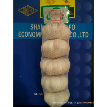 Professional supplier of High Grade vacuum packed peeled garlic